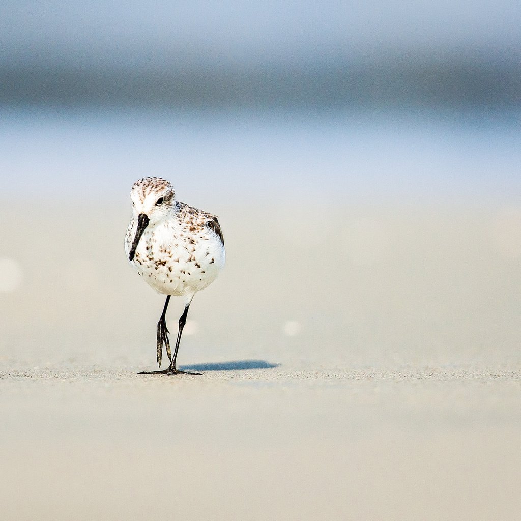 Обои солнце, песок, пляж, лето, птица, боке, the sun, sand, beach, summer, bird, bokeh разрешение 2048x1366 Загрузить