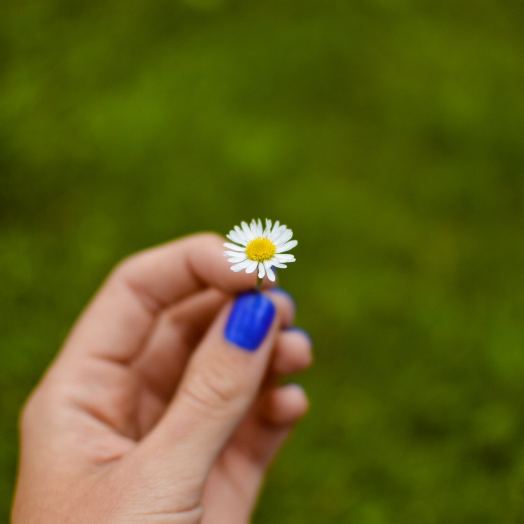 Обои рука, цветок, лепестки, ромашка, hand, flower, petals, daisy разрешение 6016x4000 Загрузить