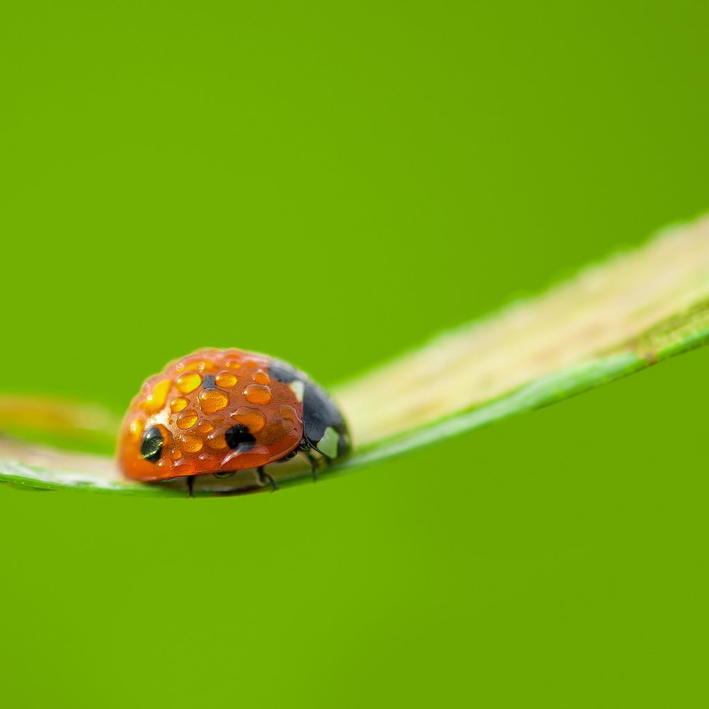 Обои ветка, макро, насекомое, фон, капли, божья коровка, branch, macro, insect, background, drops, ladybug разрешение 2048x1365 Загрузить