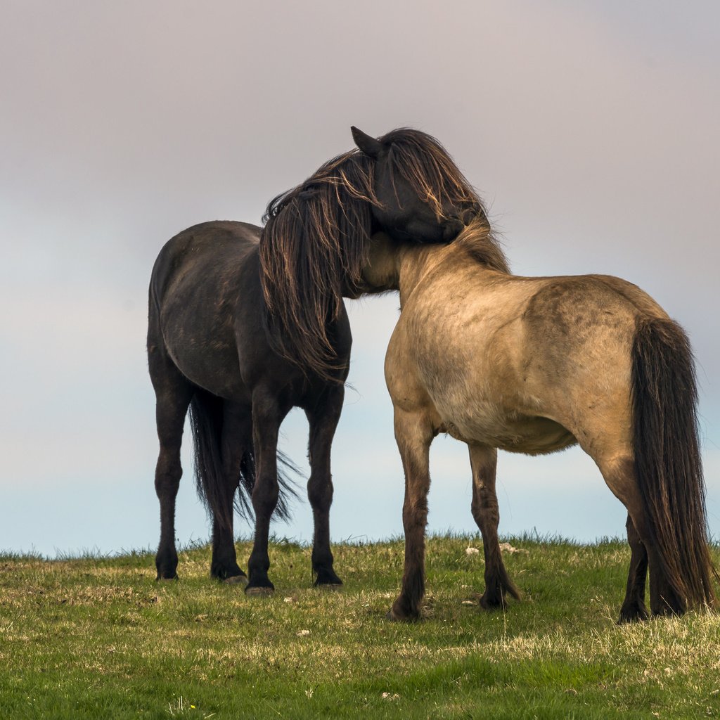 Обои небо, трава, пейзаж, поле, любовь, лошади, кони, the sky, grass, landscape, field, love, horse, horses разрешение 2048x1365 Загрузить