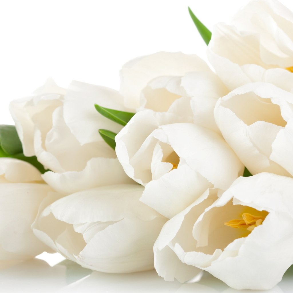 Обои цветы, лепестки, красавица, букет, тюльпаны, нежные, белая, тульпаны,  цветы, flowers, petals, beauty, bouquet, tulips, gentle, white разрешение 2560x1600 Загрузить