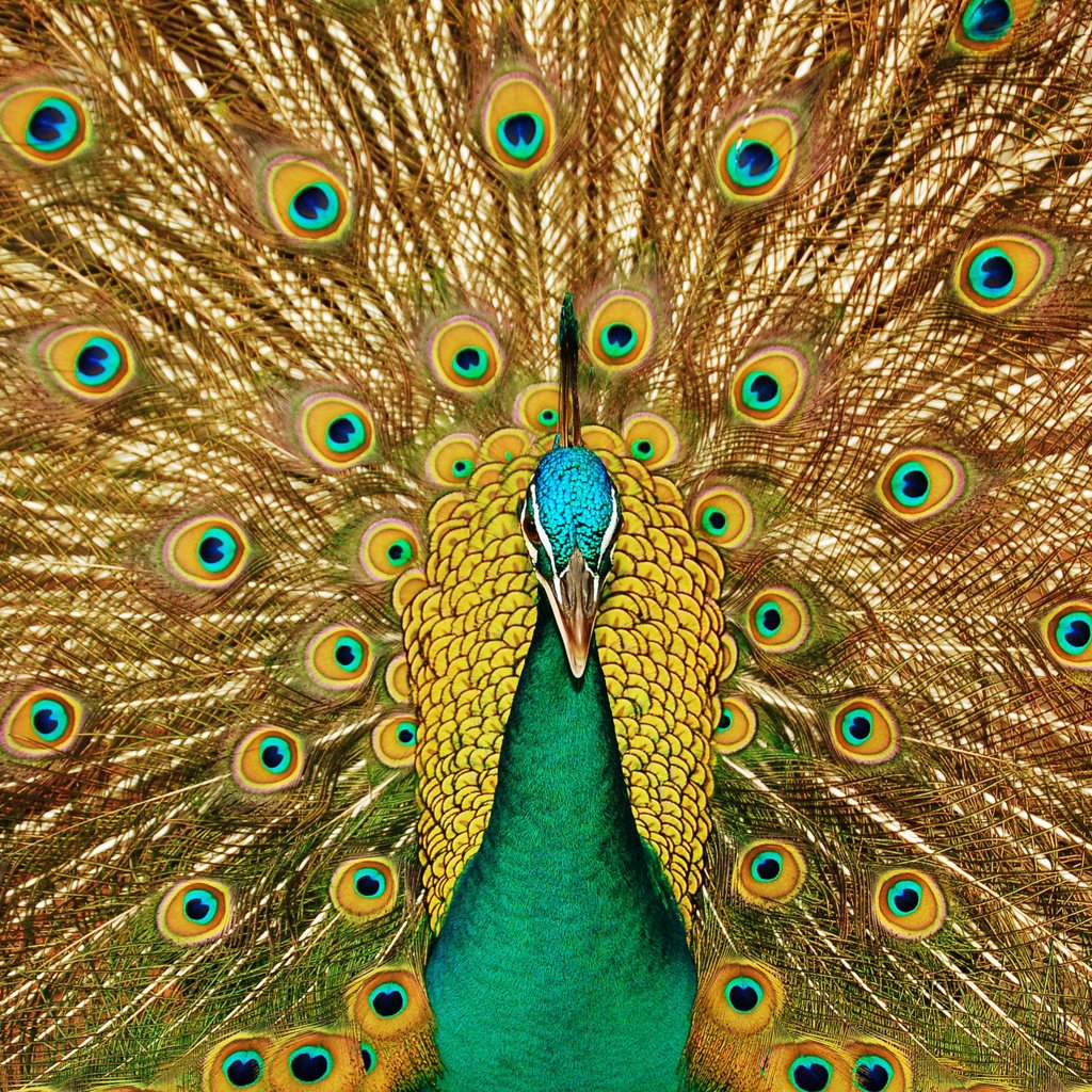 Обои взгляд, узоры, птица, клюв, павлин, красивый, хвост, look, patterns, bird, beak, peacock, beautiful, tail разрешение 3008x1899 Загрузить