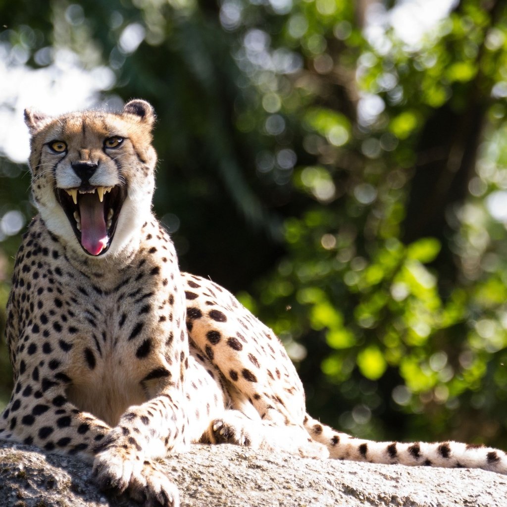 Обои гепард, зевок, cheetah, yawn разрешение 2560x1600 Загрузить