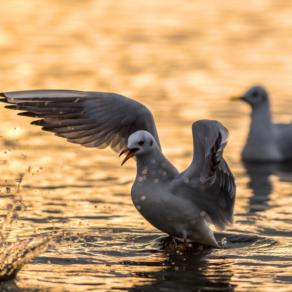 Обои вода, angry bird, природа, крылья, чайка, птицы, клюв, перья, чайки, water, nature, wings, seagull, birds, beak, feathers, seagulls разрешение 2560x1600 Загрузить