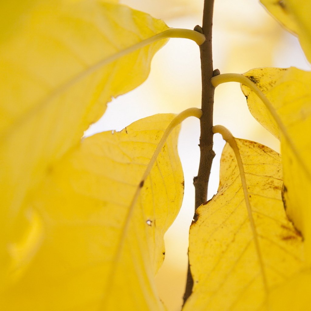 Обои природа, листья, осень, жёлтая, желтые, осен,  листья, nature, leaves, autumn, yellow разрешение 1920x1200 Загрузить