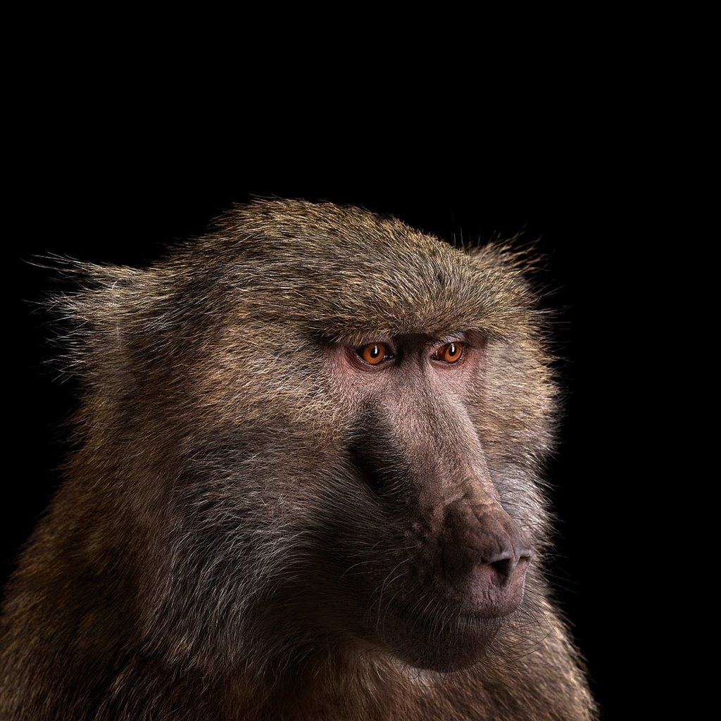 Обои фон, взгляд, обезьяна, бабуин, павиан, background, look, monkey, baboon разрешение 1920x1288 Загрузить