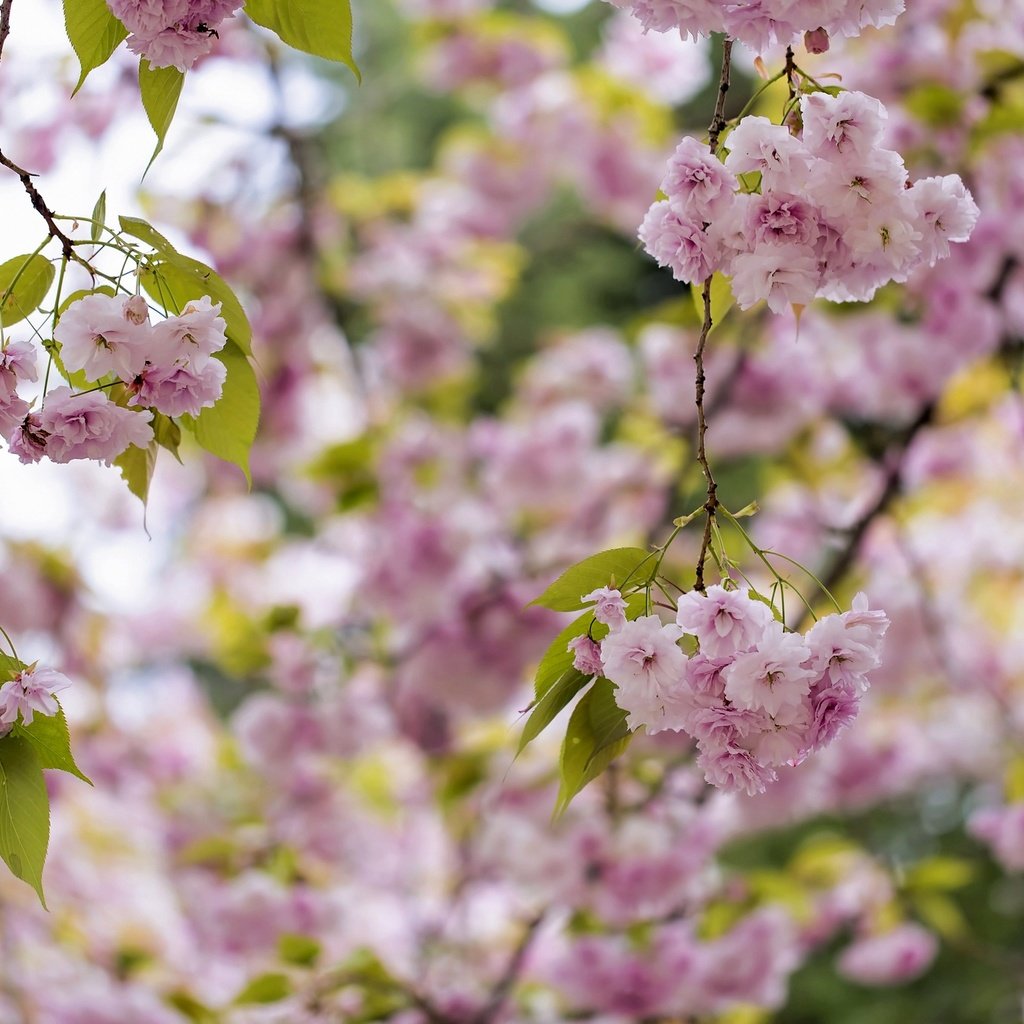 Обои дерево, цветение, весна, розовый, сакура, tree, flowering, spring, pink, sakura разрешение 2048x1365 Загрузить