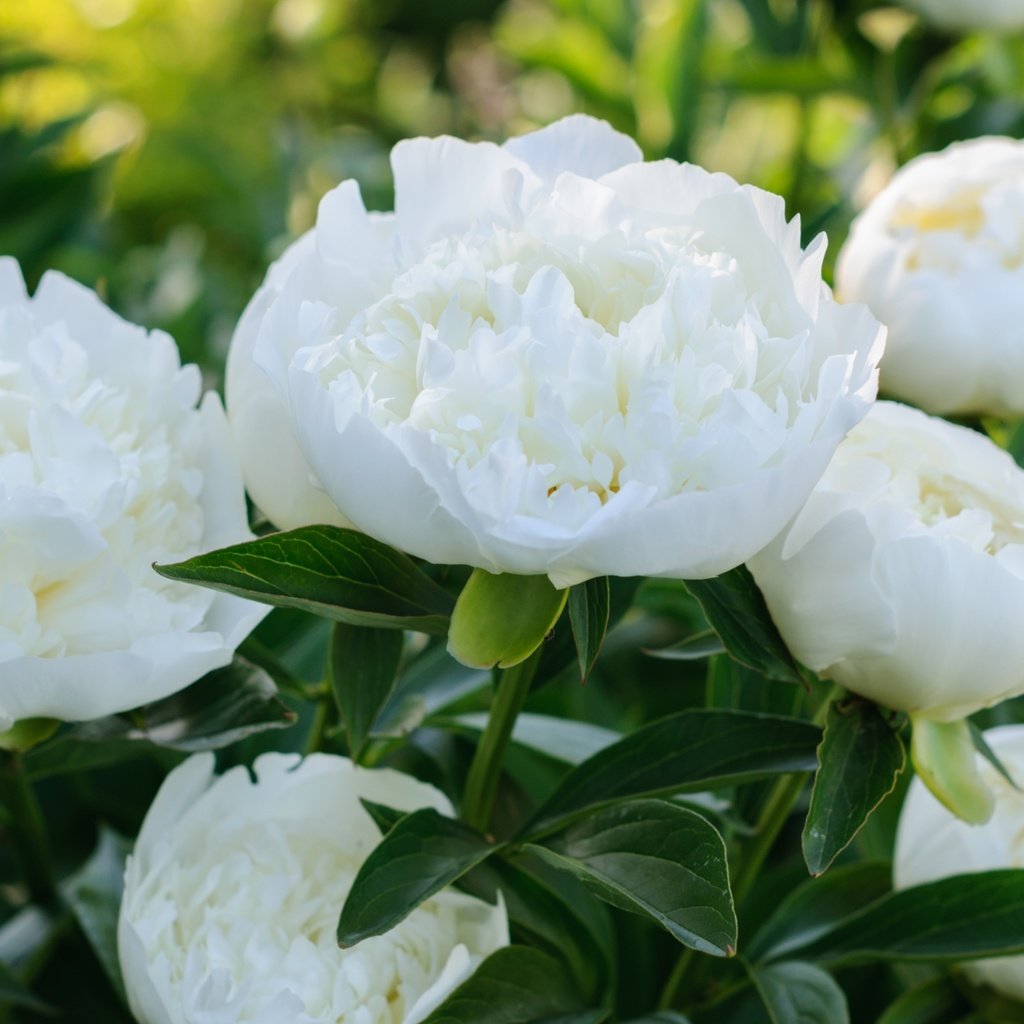 Обои макро, белый, пионы, macro, white, peonies разрешение 3000x1964 Загрузить