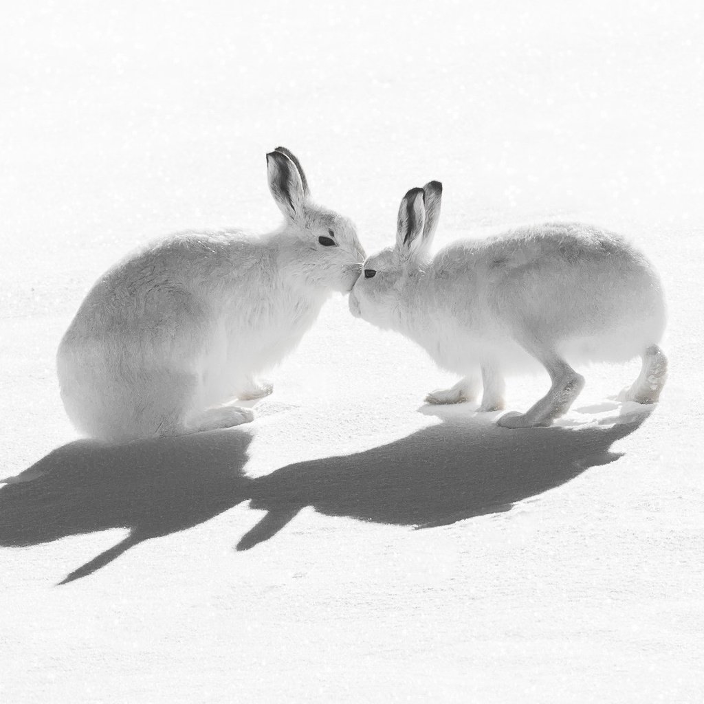 Обои снег, природа, зайцы, воздушны поцелуй, горный заяц, snow, nature, rabbits, kiss, mountain hare разрешение 2047x1321 Загрузить