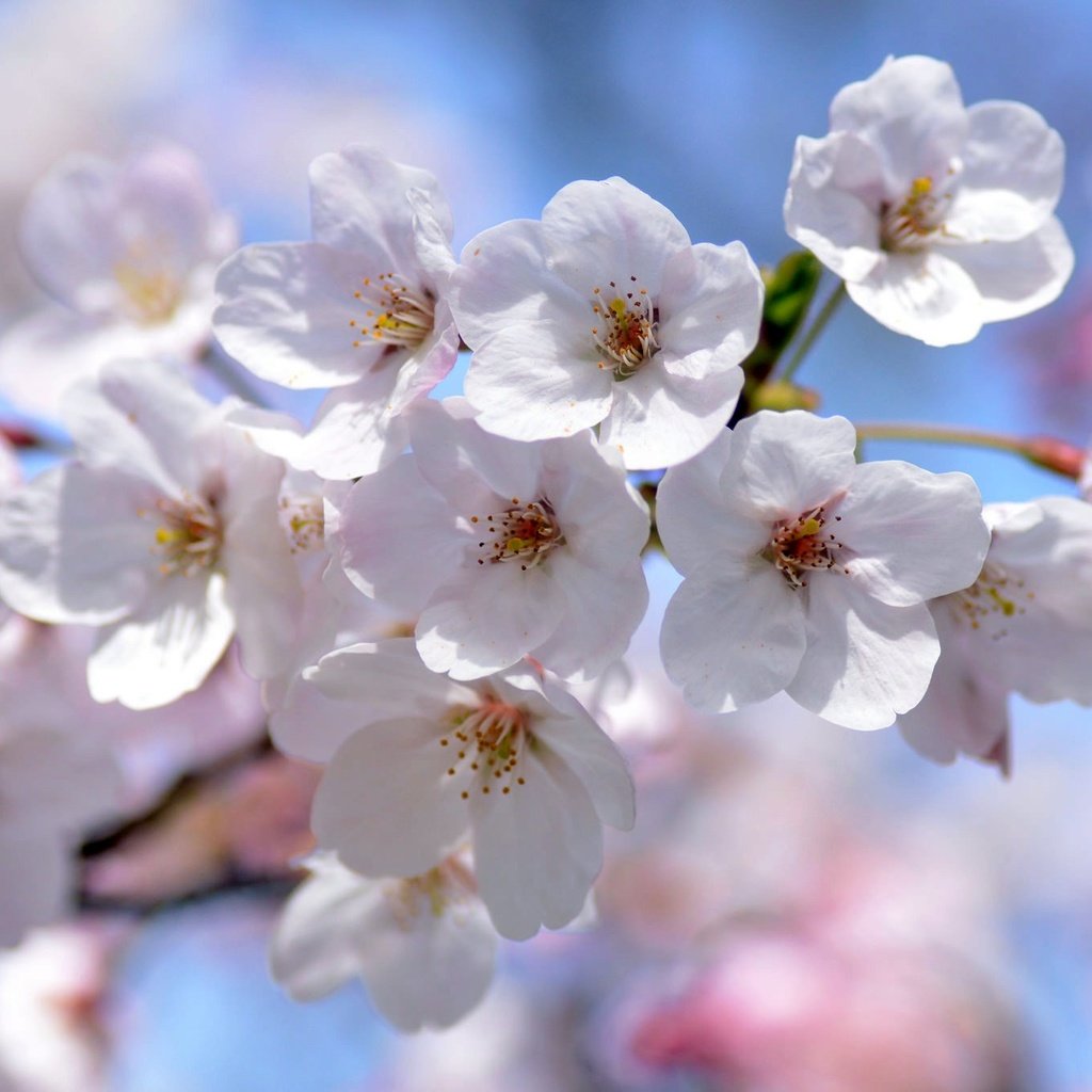 Обои ветка, весна, вишня, сакура, branch, spring, cherry, sakura разрешение 2048x1356 Загрузить