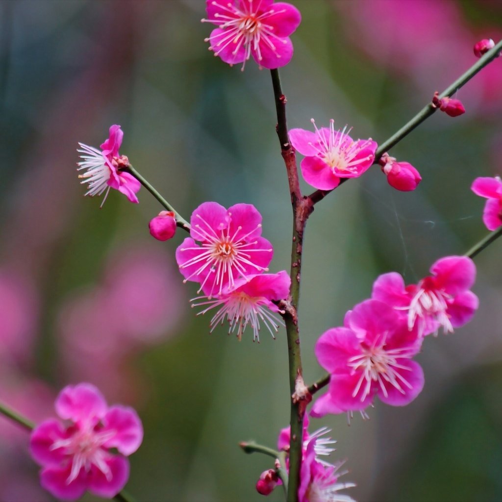 Обои ветка, цветение, цветки, абрикос японский, branch, flowering, flowers, apricot japanese разрешение 2560x1707 Загрузить