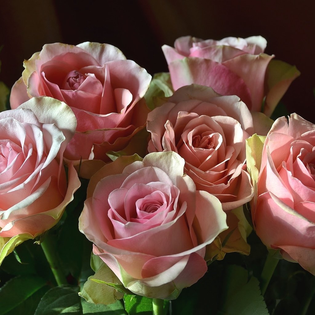 Обои цветы, бутоны, розы, лепестки, розовый, flowers, buds, roses, petals, pink разрешение 2100x1391 Загрузить