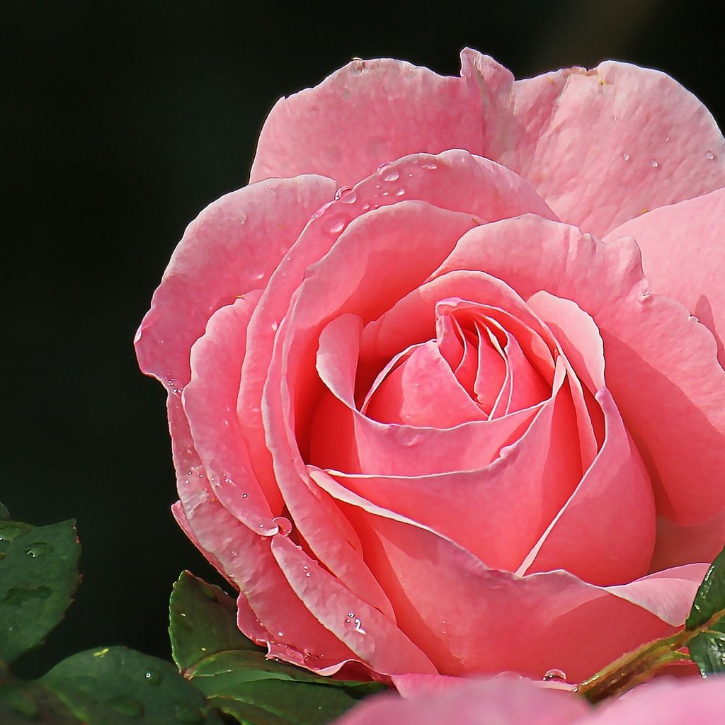 Обои макро, роза, лепестки, красавица, розовый, macro, rose, petals, beauty, pink разрешение 2048x1281 Загрузить