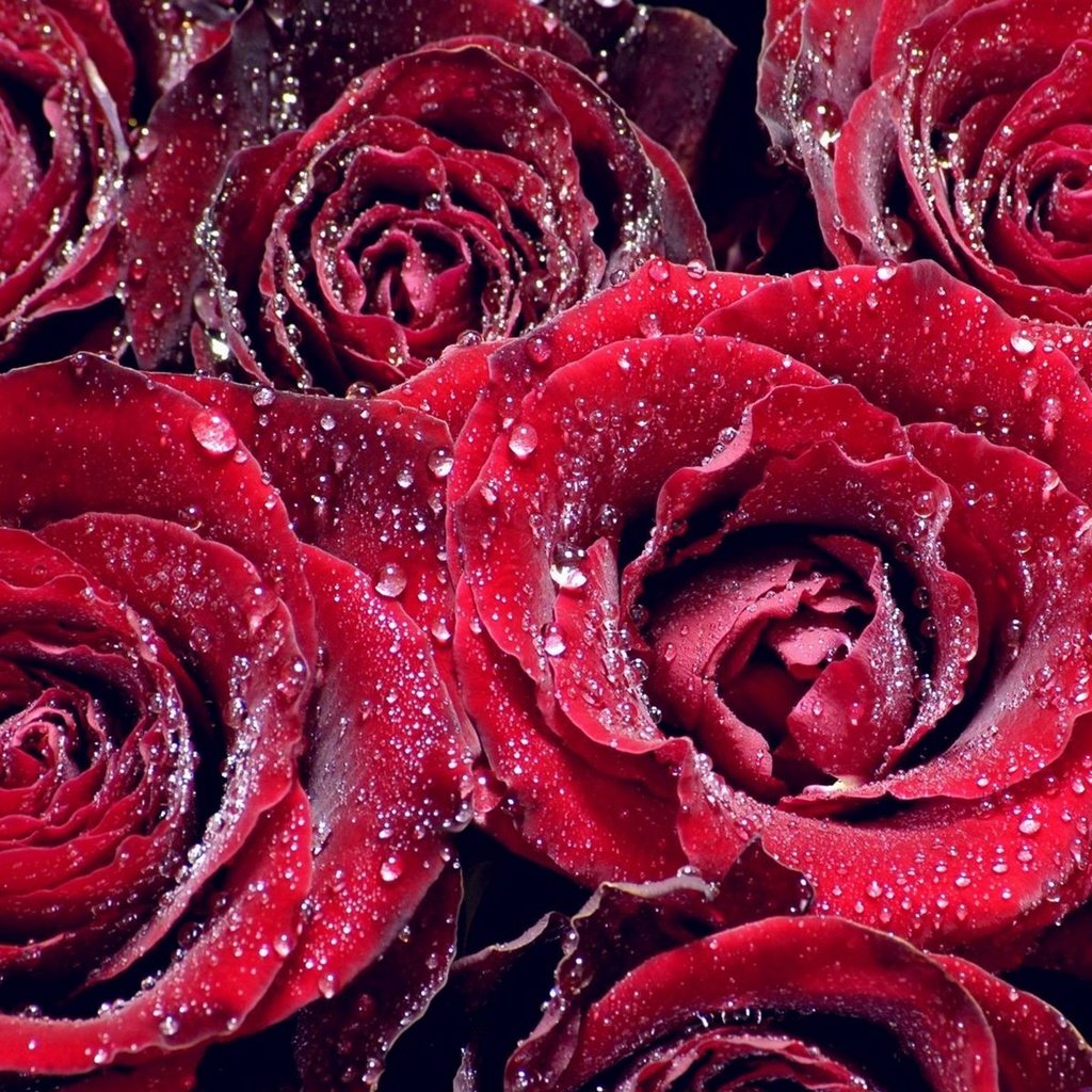 Обои цветы, роса, капли, розы, лепестки, капельки росы, крупным планом, flowers, rosa, drops, roses, petals, drops of dew, closeup разрешение 1920x1440 Загрузить