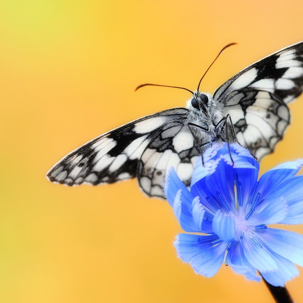 Обои насекомое, цветок, бабочка, крылья, цикорий, цикорий обыкновенный, insect, flower, butterfly, wings, chicory, chicory common разрешение 2048x1287 Загрузить