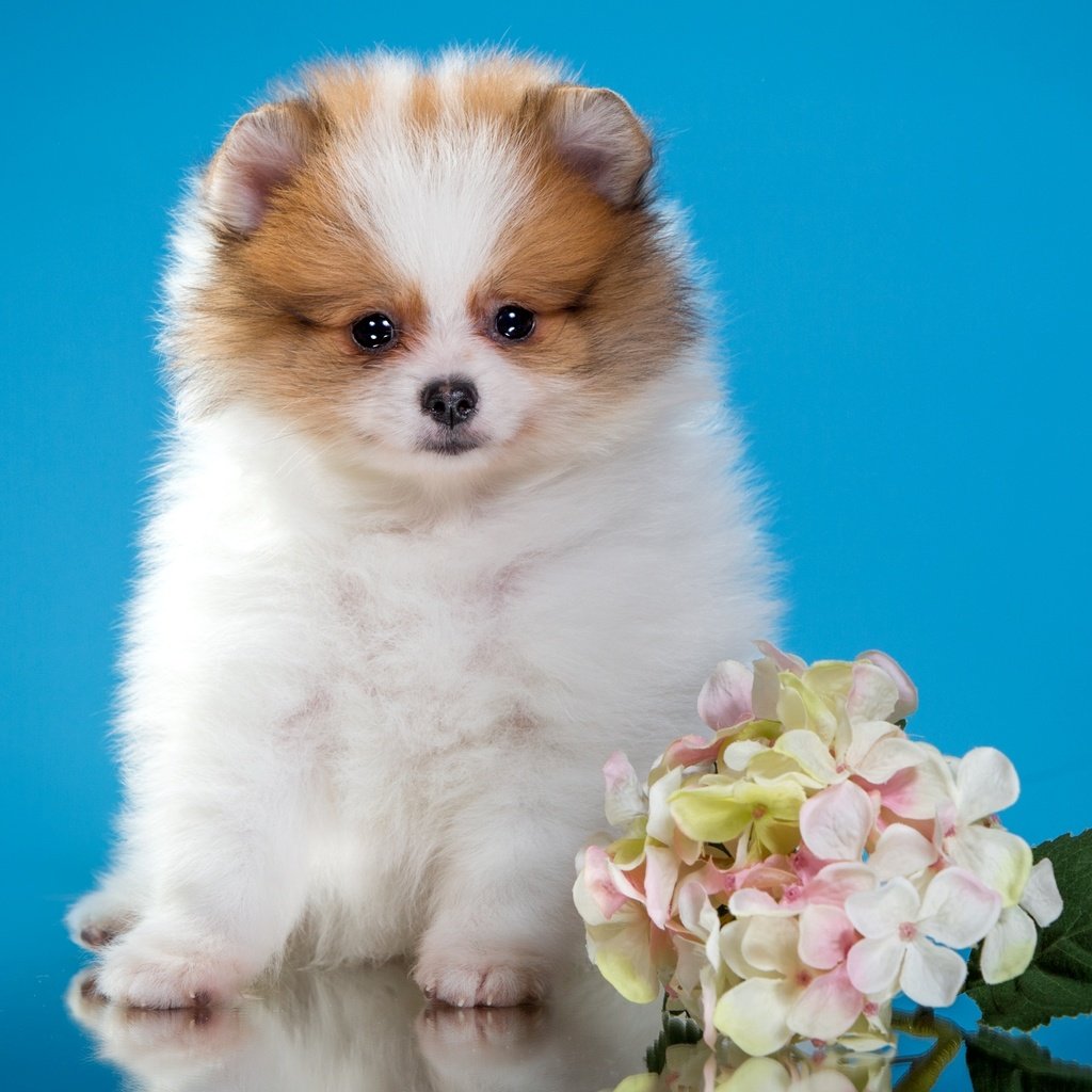 Обои цветы, щенок, милый, шпиц, flowers, puppy, cute, spitz разрешение 2400x1546 Загрузить