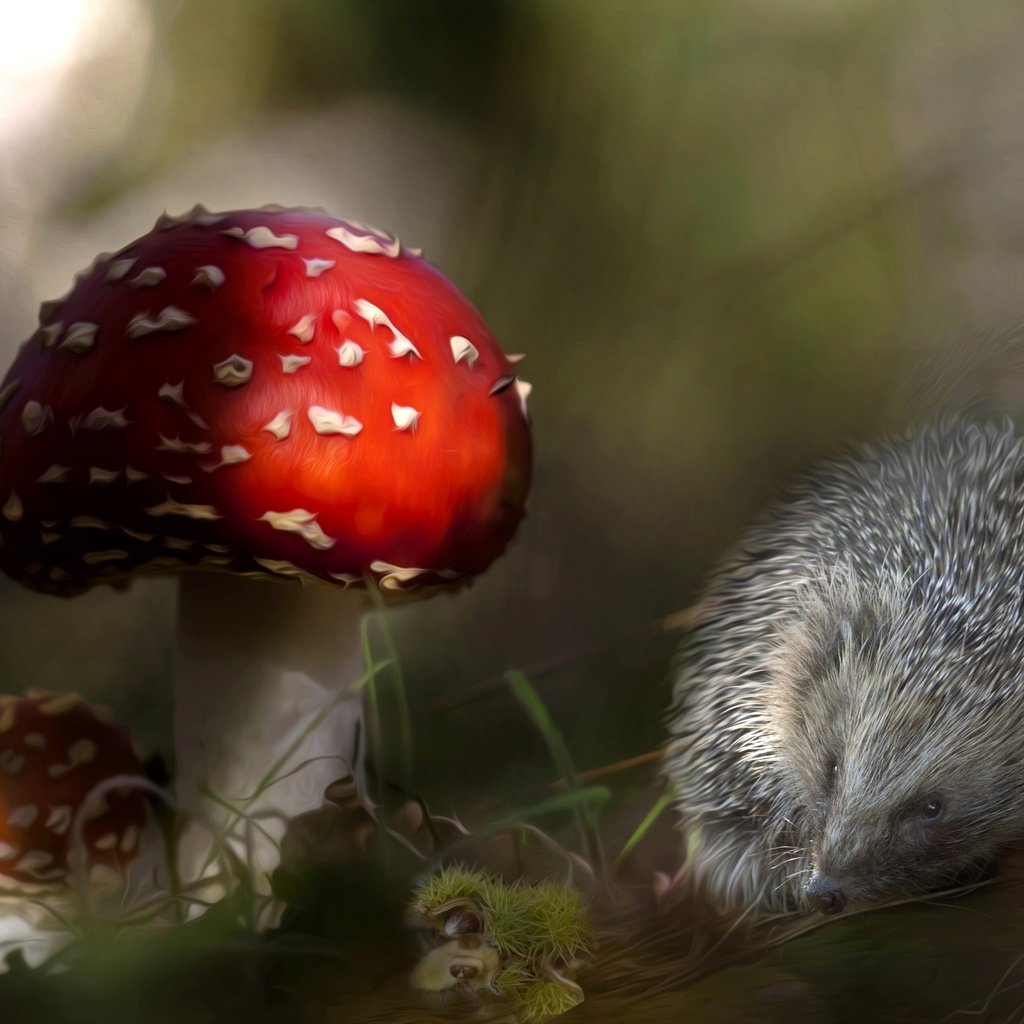 Обои грибы, колючки, ежик, мухомор, еж, mushrooms, barb, hedgehog, mushroom разрешение 3600x2312 Загрузить