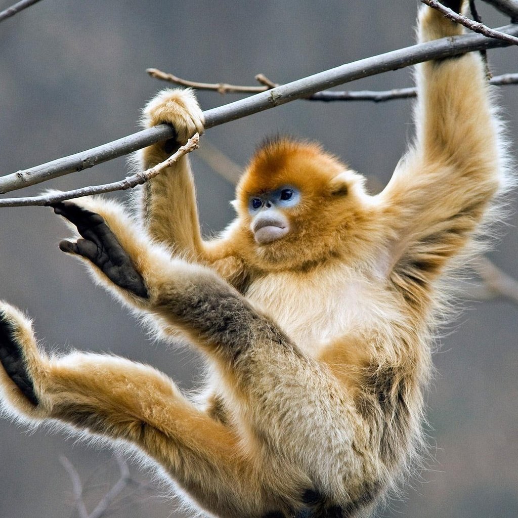 Обои дерево, ветки, обезьяна, примат, golden snub-nosed monkey, золотистая обезьяна, tree, branches, monkey, the primacy of разрешение 1920x1200 Загрузить