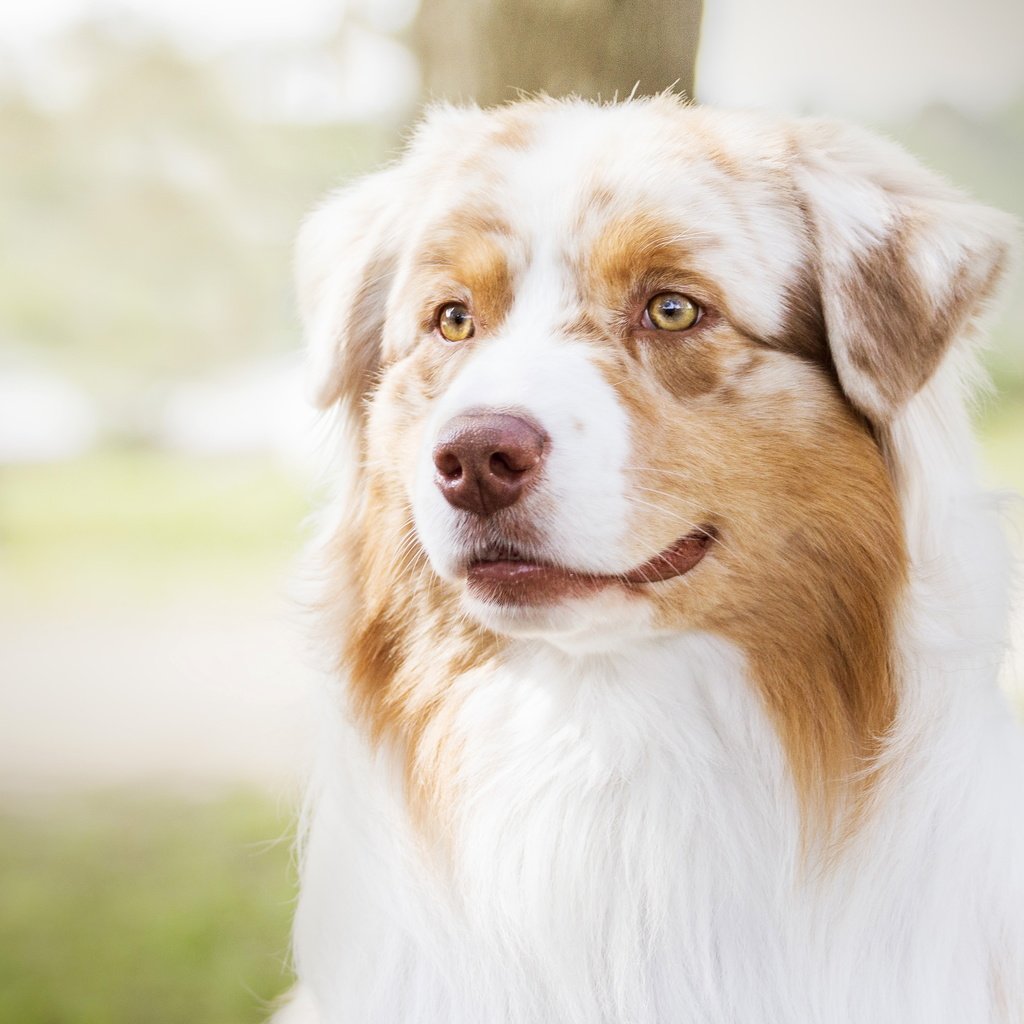 Обои портрет, собака, весна, лужайка, аусси, portrait, dog, spring, lawn, aussie разрешение 4724x2657 Загрузить