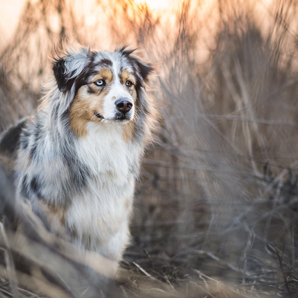 Обои трава, собака, заросли, аусси, grass, dog, thickets, aussie разрешение 2048x1152 Загрузить