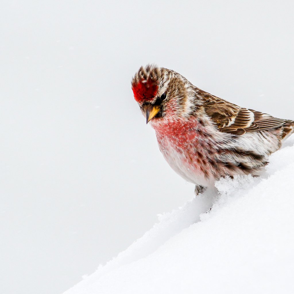 Обои снег, птица, чечётка, snow, bird, tap dance разрешение 3783x2522 Загрузить