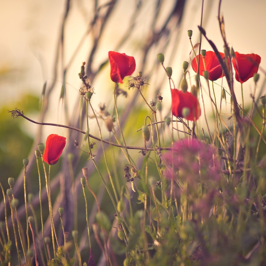 Обои цветы, трава, лепестки, красные, маки, flowers, grass, petals, red, maki разрешение 5118x3412 Загрузить