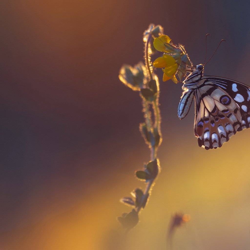 Обои макро, насекомое, фон, цветок, бабочка, macro, insect, background, flower, butterfly разрешение 2048x1152 Загрузить