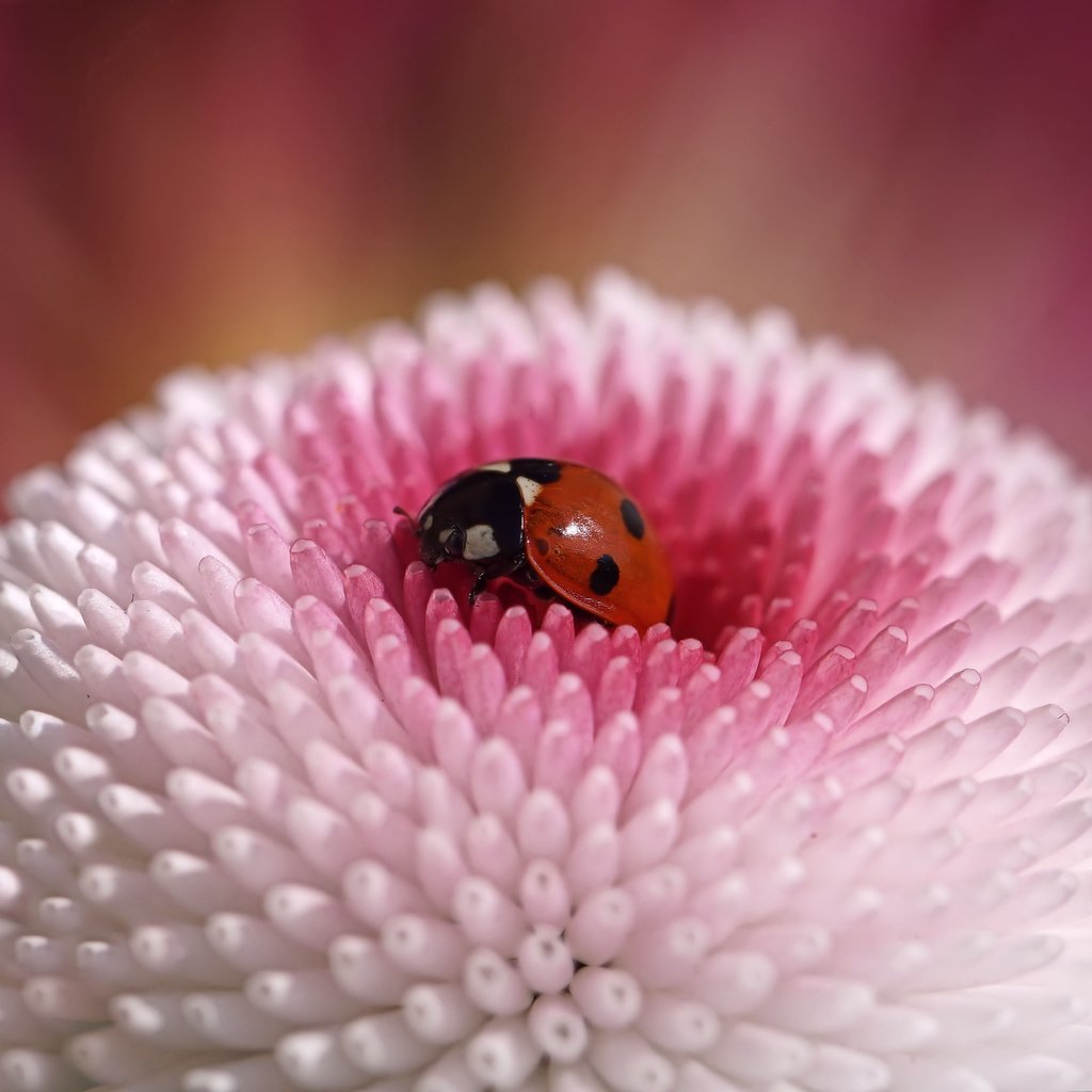 Обои жук, макро, насекомое, цветок, божья коровка, beetle, macro, insect, flower, ladybug разрешение 5456x3064 Загрузить