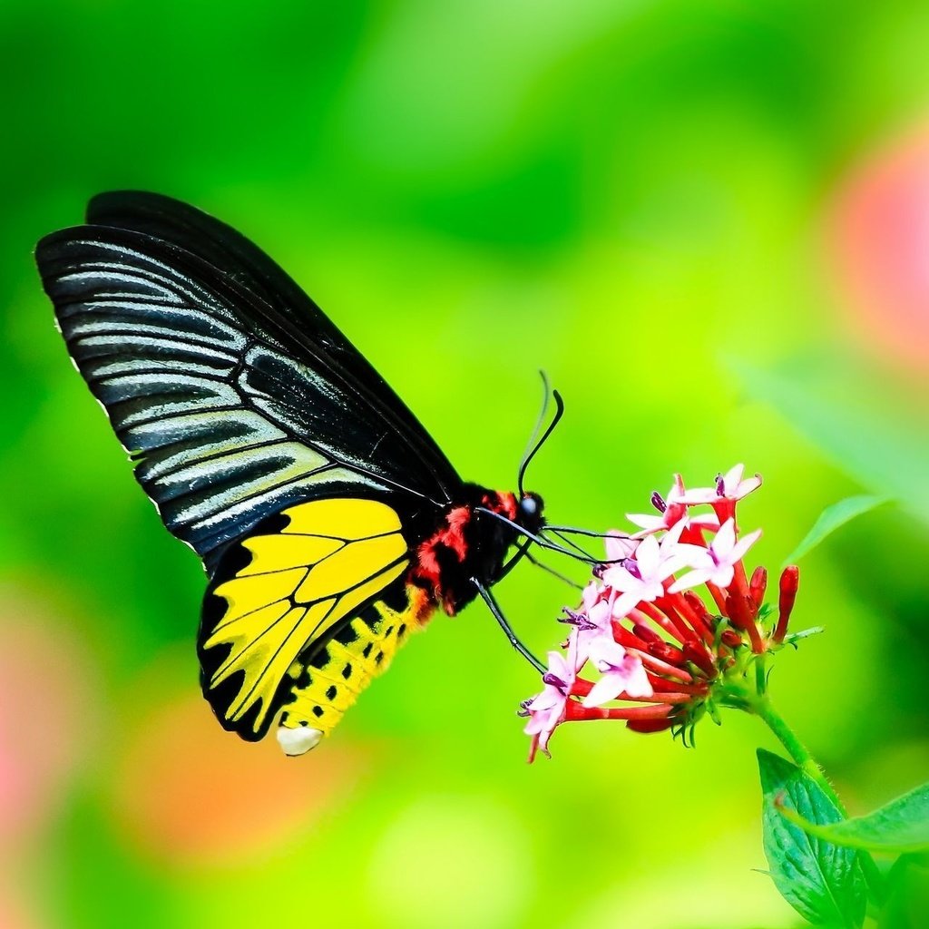 Обои листья, макро, насекомое, цветок, бабочка, крылья, leaves, macro, insect, flower, butterfly, wings разрешение 2048x1278 Загрузить