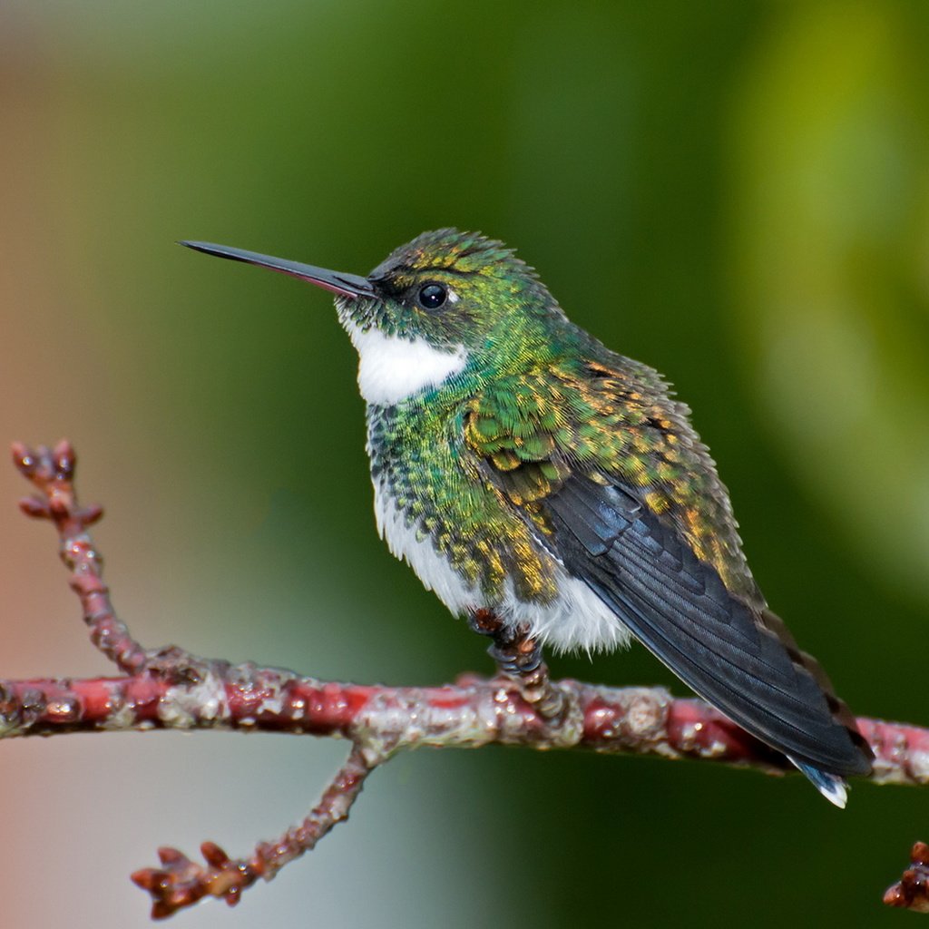 Обои птица, клюв, перья, колибри, white-throated hummingbird, leucochloris albi, dario sanches, bird, beak, feathers, hummingbird разрешение 1920x1547 Загрузить