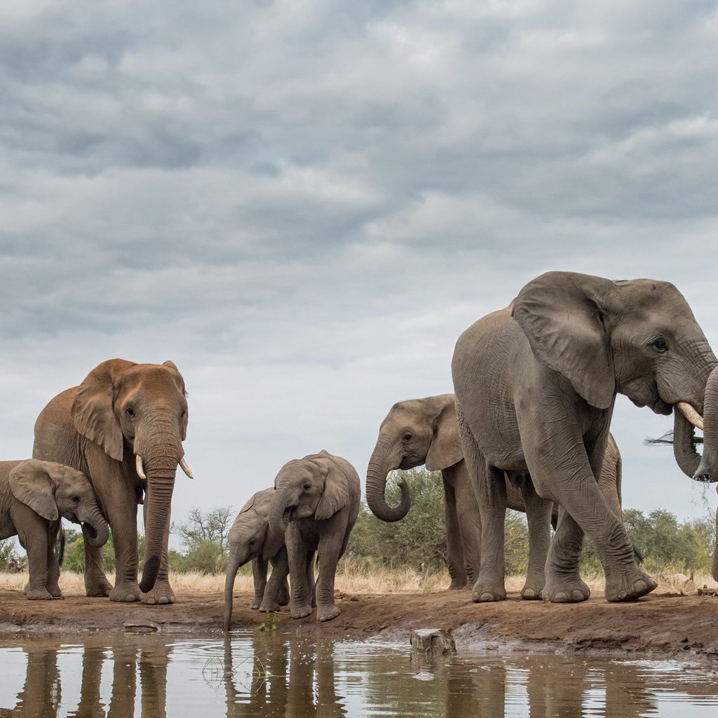 Обои природа, африка, слоны, хобот, бивни, nature, africa, elephants, trunk, tusks разрешение 1920x1112 Загрузить