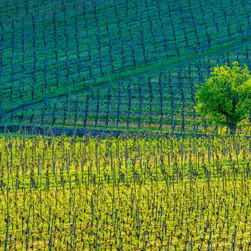 Обои дерево, краски, франция, виноградники, кьенцхайм, tree, paint, france, the vineyards, kientzheim разрешение 1920x1080 Загрузить