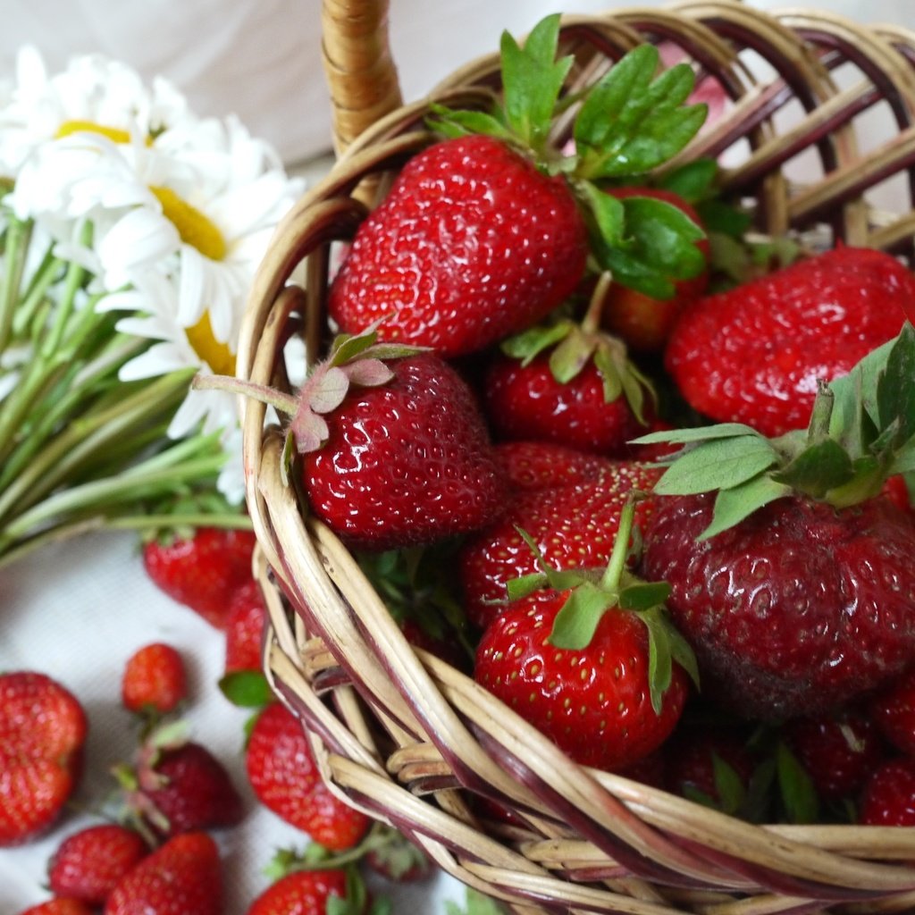 Обои клубника, ромашки, букет, корзина, ягоды, strawberry, chamomile, bouquet, basket, berries разрешение 2400x1571 Загрузить