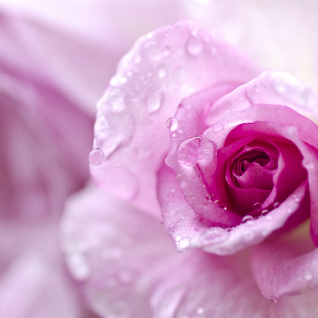 Обои макро, капли, роза, лепестки, бутон, боке, macro, drops, rose, petals, bud, bokeh разрешение 2048x1356 Загрузить