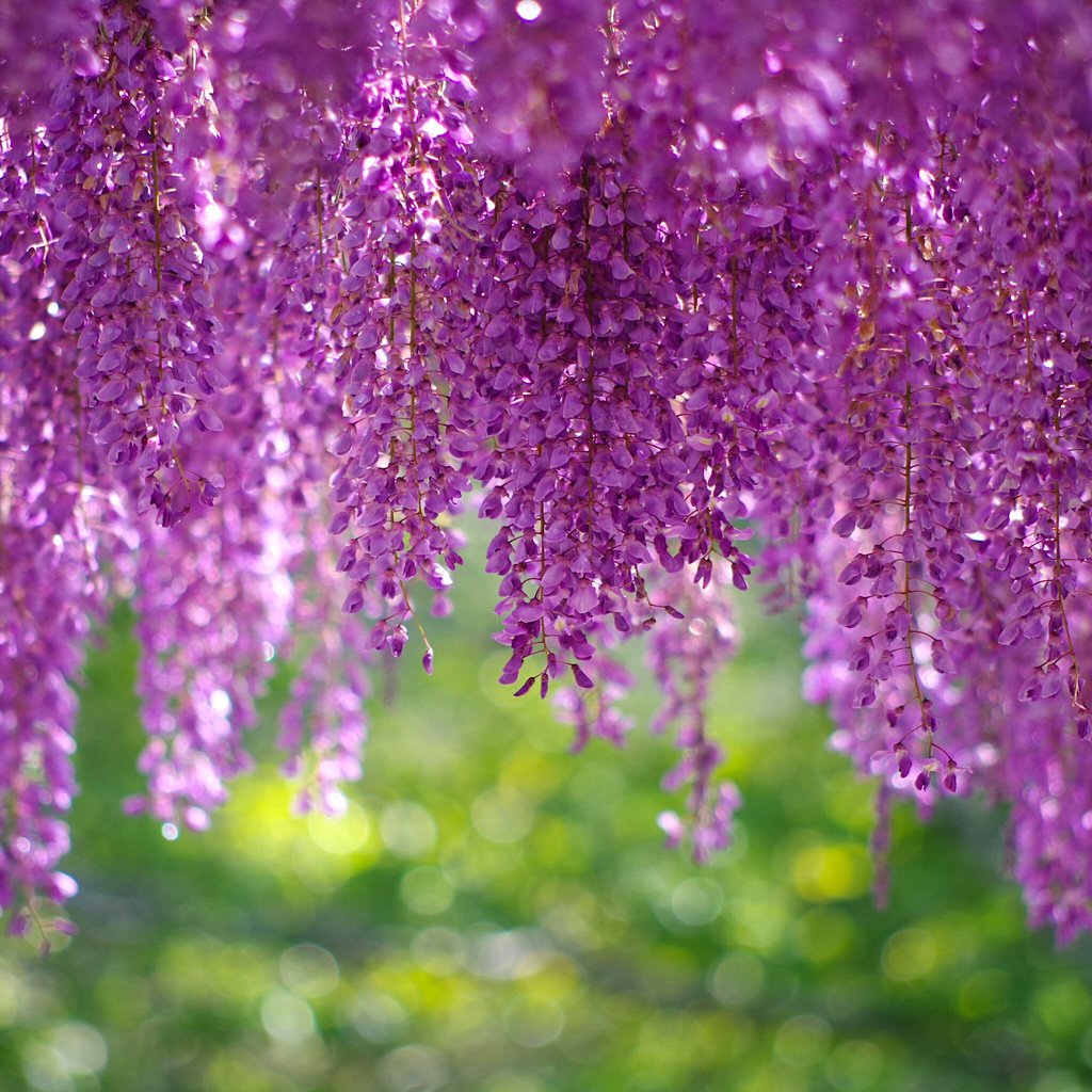 Обои цветы, соцветия, кисти, глициния, вистерия, flowers, inflorescence, brush, wisteria разрешение 3072x2048 Загрузить