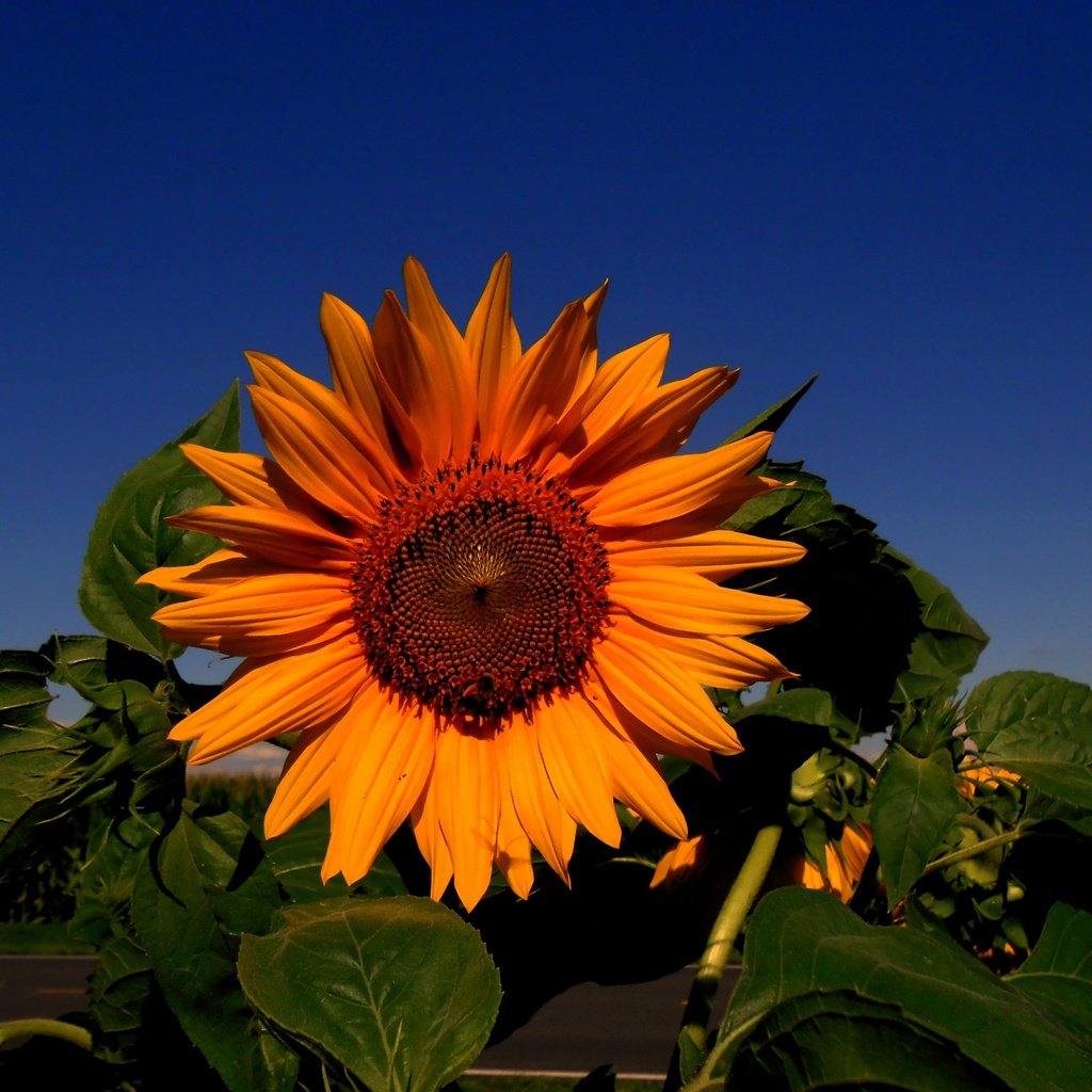 Обои небо, цветок, подсолнух, подсолнечник, the sky, flower, sunflower разрешение 4561x3416 Загрузить