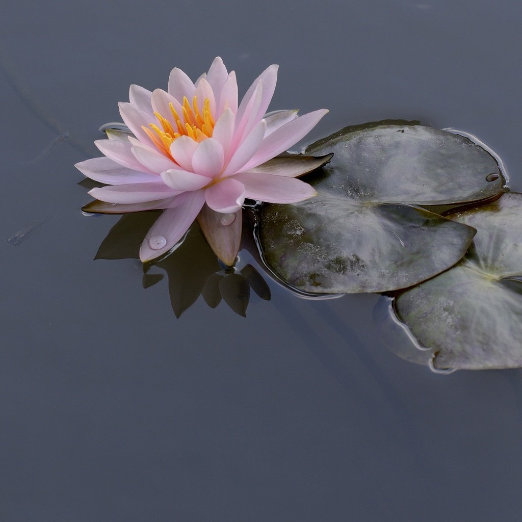 Обои вода, листья, кувшинка, нимфея, водяная лилия, water, leaves, lily, nymphaeum, water lily разрешение 2899x1920 Загрузить