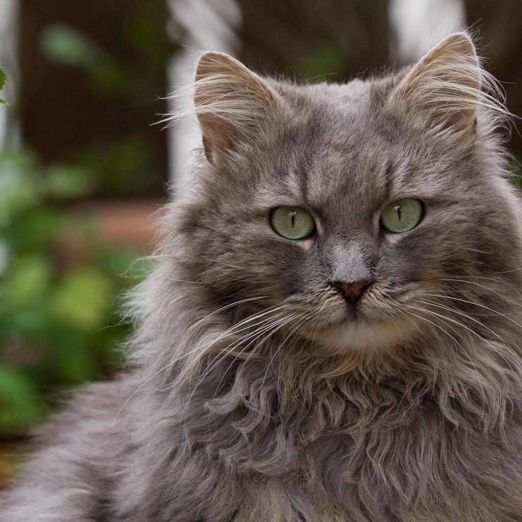 Обои глаза, кот, кошка, взгляд, пушистый, серый, eyes, cat, look, fluffy, grey разрешение 2048x1536 Загрузить
