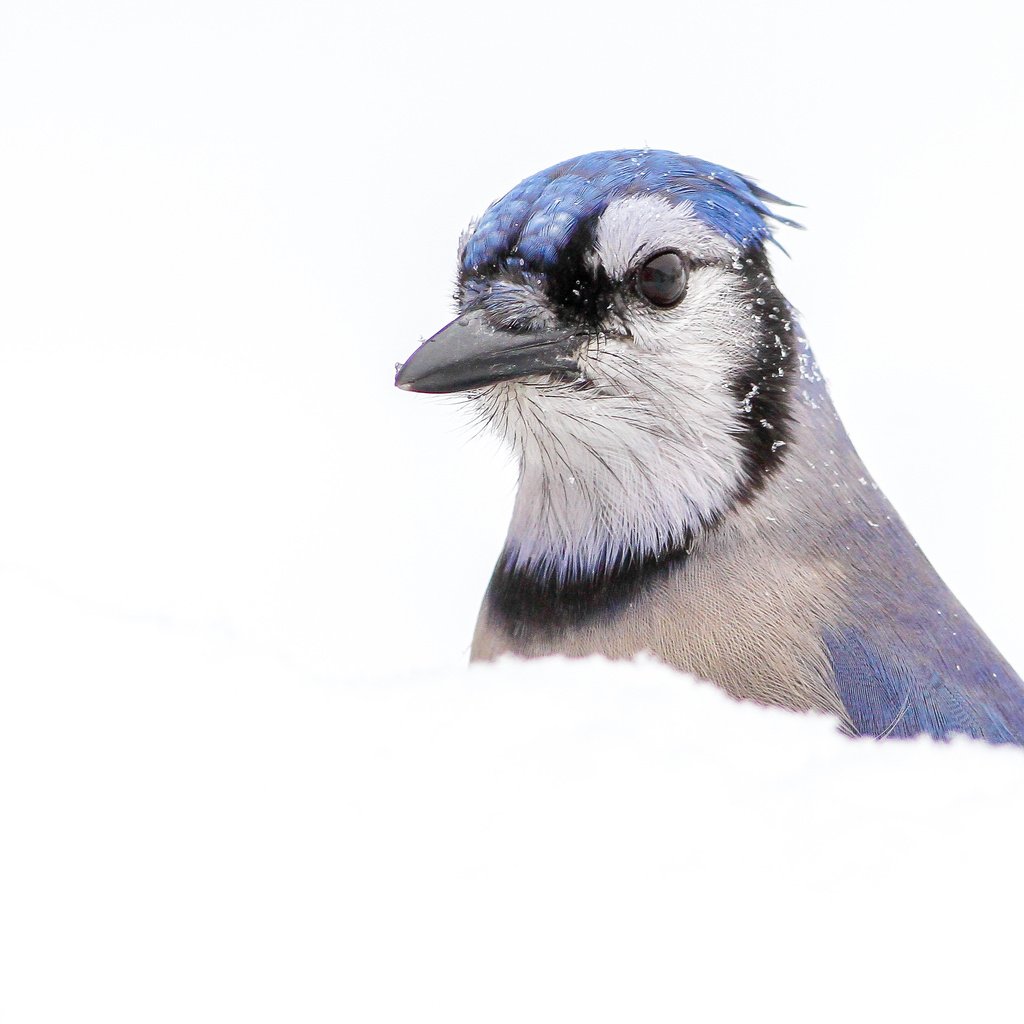 Обои снег, макро, птица, клюв, перья, голубая, сойка, голубая сойка, snow, macro, bird, beak, feathers, blue, jay, blue jay разрешение 3755x2503 Загрузить