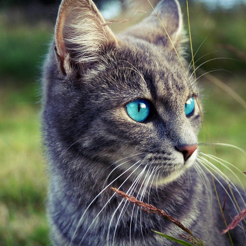 Обои глаза, морда, трава, природа, кот, кошка, взгляд, серый, eyes, face, grass, nature, cat, look, grey разрешение 2880x1917 Загрузить