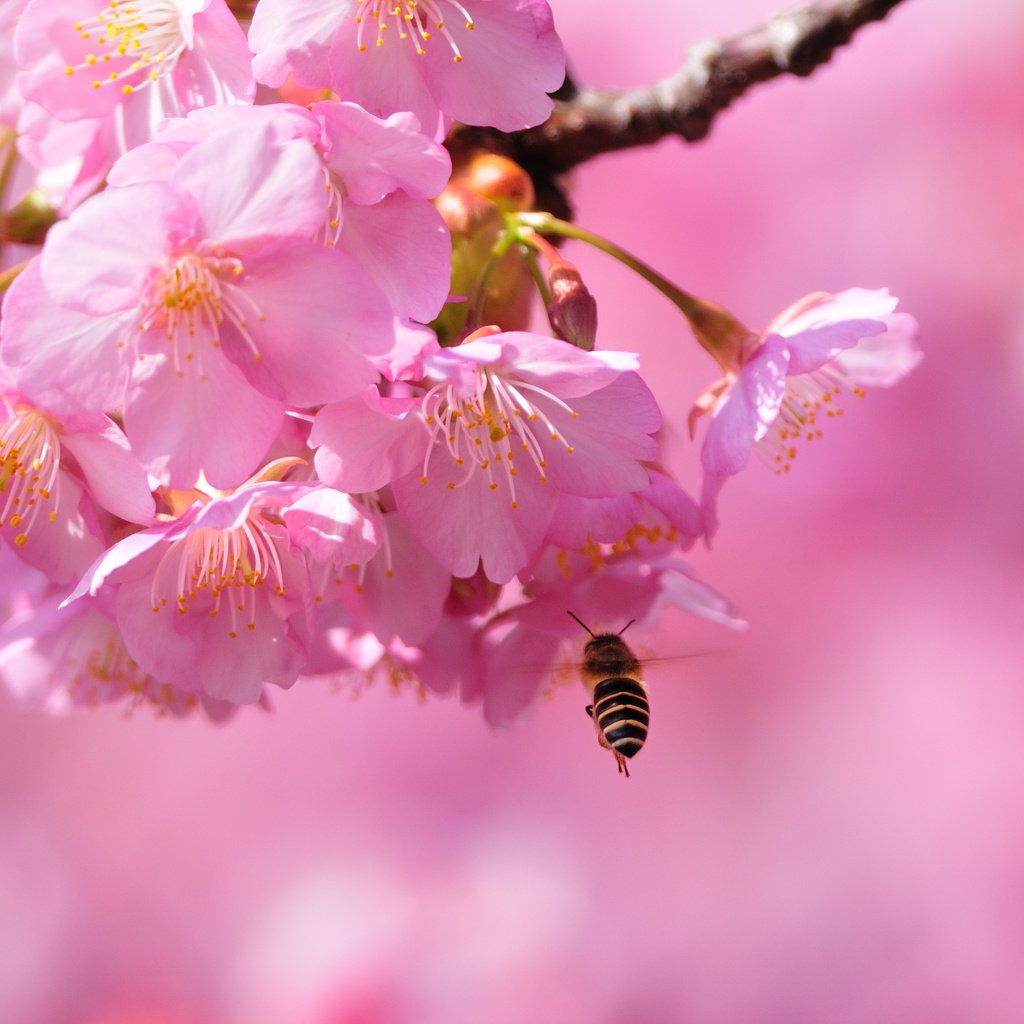 Обои цветение, макро, весна, сакура, пчела, blossom, весенние, flowering trees, flowering, macro, spring, sakura, bee разрешение 3896x2597 Загрузить