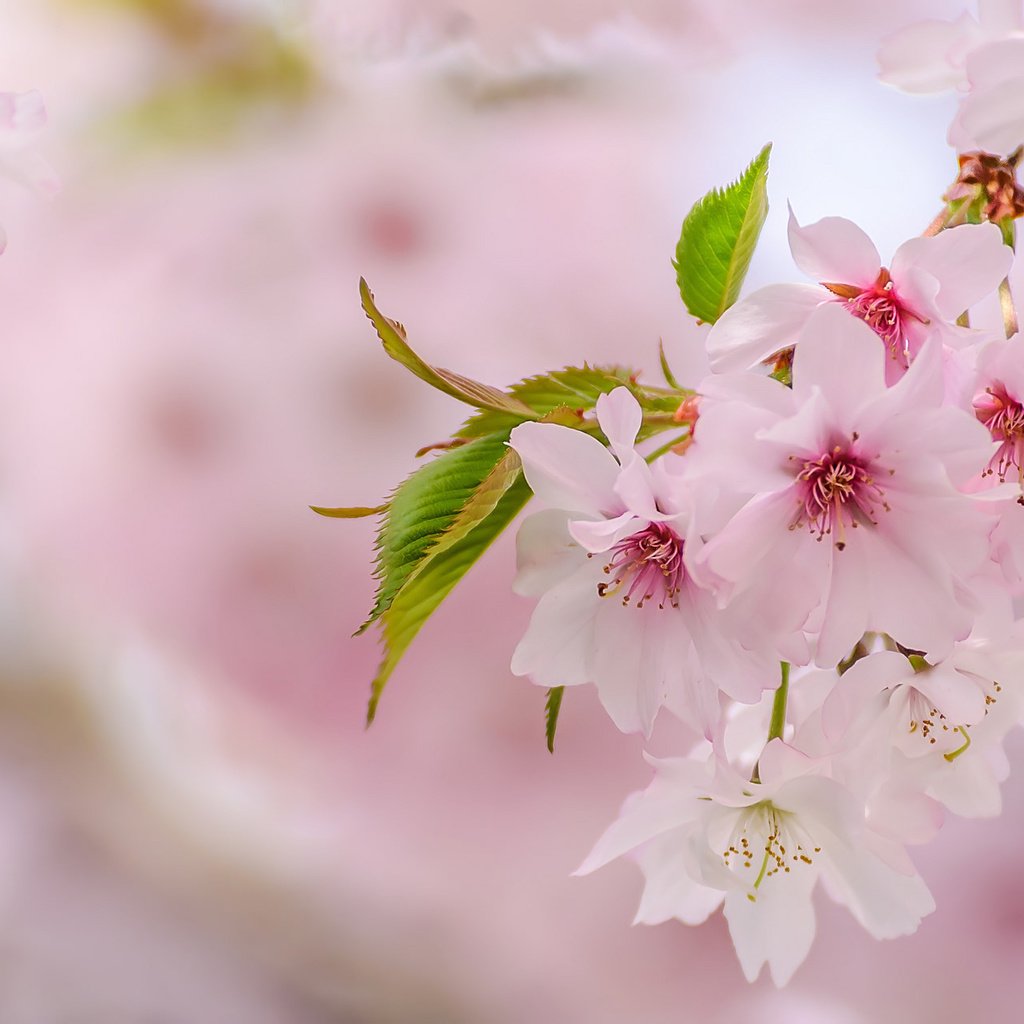 Обои весна, розовый, сакура, нежность, spring, pink, sakura, tenderness разрешение 2048x1276 Загрузить