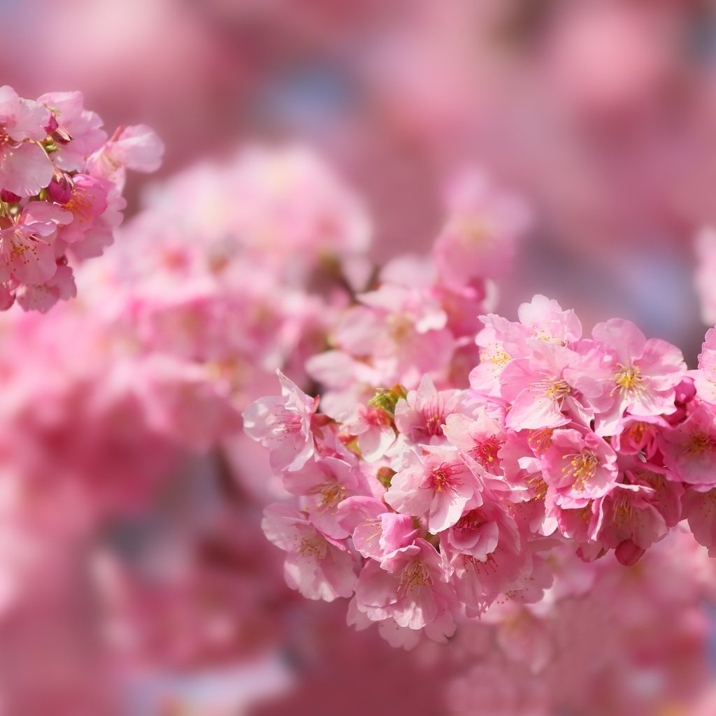 Обои макро, весна, розовый, вишня, сакура, macro, spring, pink, cherry, sakura разрешение 3000x2000 Загрузить