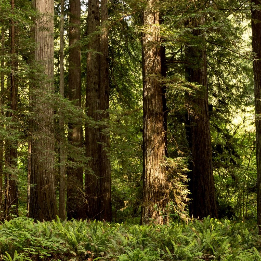 Обои деревья, зелень, лес, парк, сша, калифорния, папоротник, redwood national and state parks, redwood national state parks, trees, greens, forest, park, usa, ca, fern разрешение 2880x1728 Загрузить