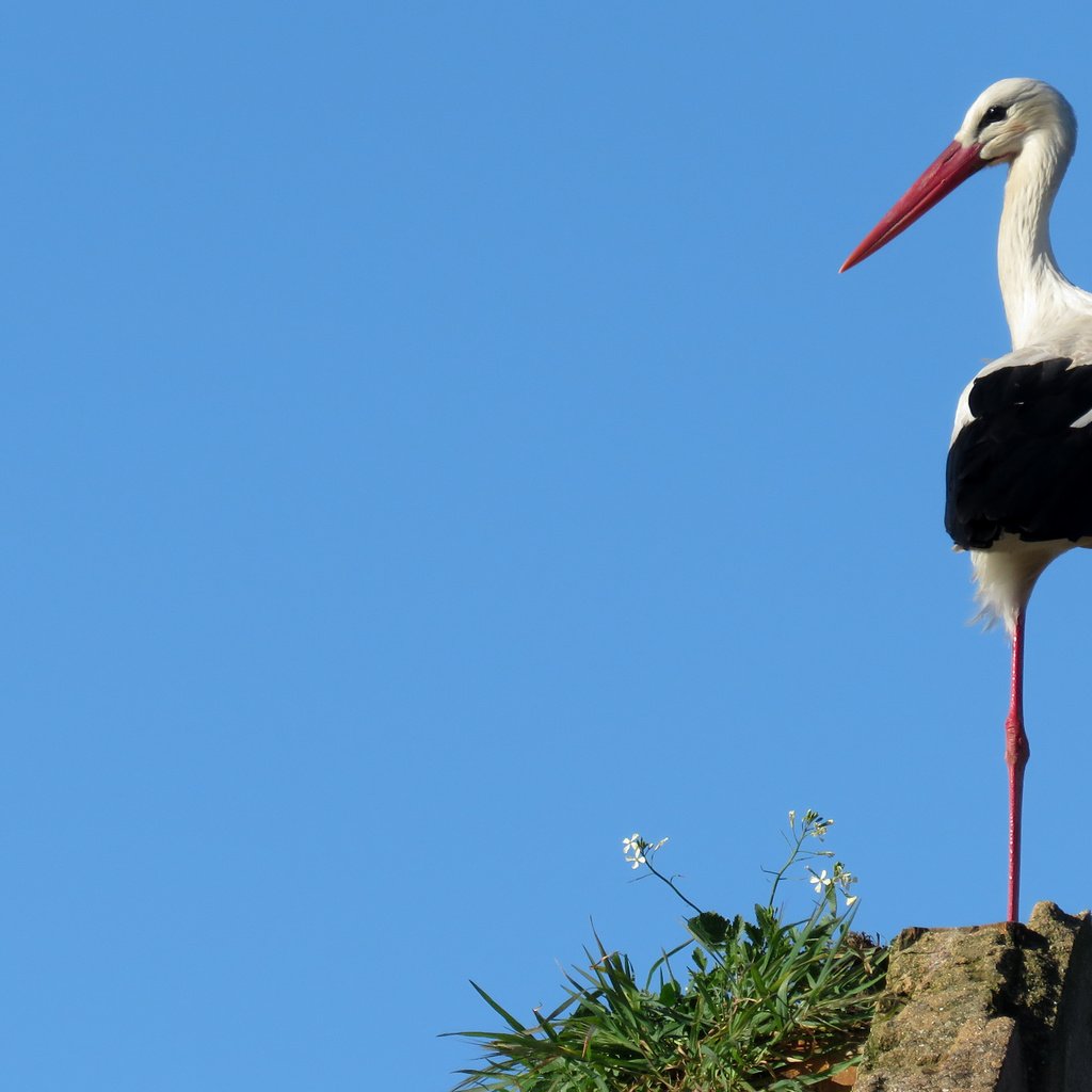 Обои небо, птица, аист, the sky, bird, stork разрешение 4608x2592 Загрузить