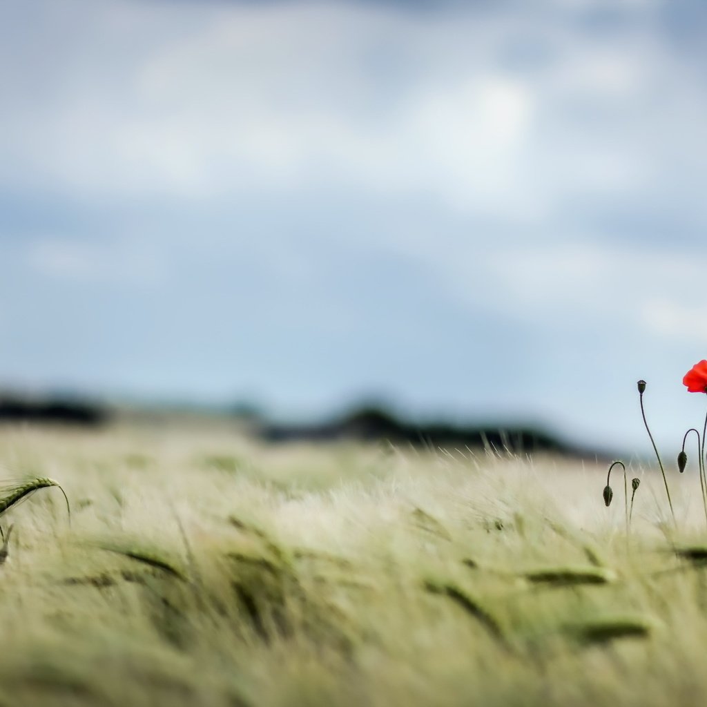 Обои небо, поле, лето, маки, колосья, пшеница, the sky, field, summer, maki, ears, wheat разрешение 2560x1440 Загрузить