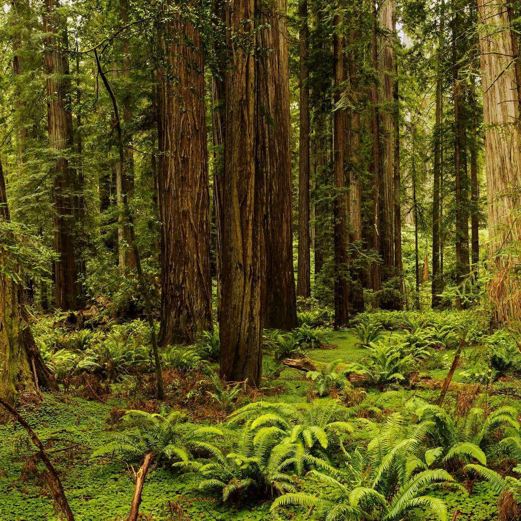 Обои трава, деревья, лес, сша, калифорния, папоротник, redwood national and state parks, redwood national state parks, grass, trees, forest, usa, ca, fern разрешение 2880x1782 Загрузить