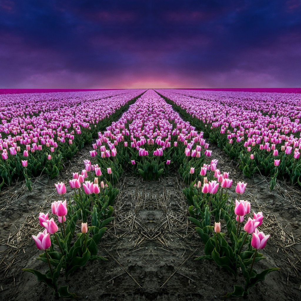 Обои цветы, поле, тюльпаны, розовые, flowers, field, tulips, pink разрешение 2880x1674 Загрузить