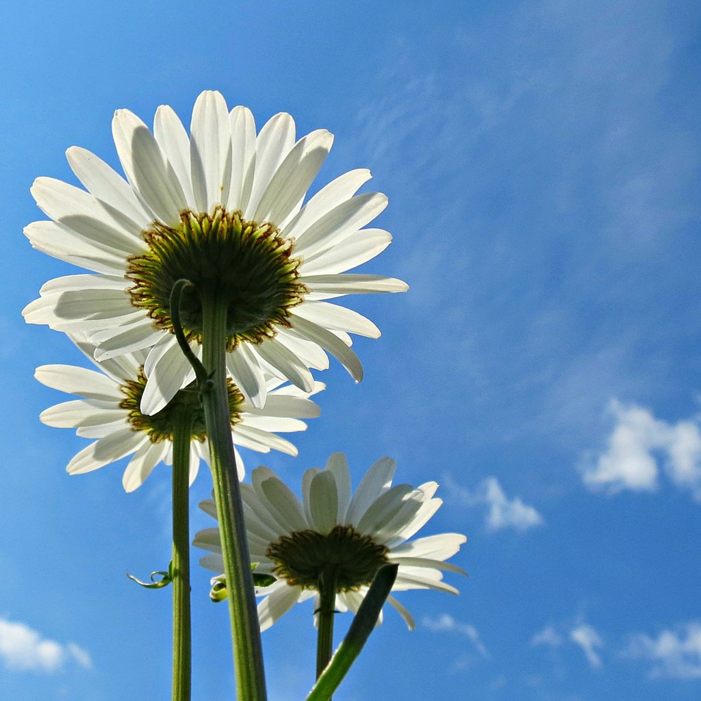 Обои небо, цветы, облака, лепестки, ромашки, белые, голубое, the sky, flowers, clouds, petals, chamomile, white, blue разрешение 1920x1200 Загрузить