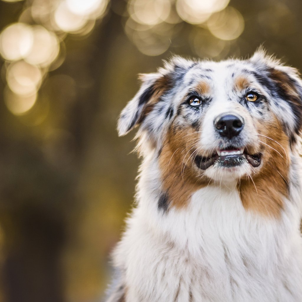 Обои портрет, осень, собака, боке, австралийская овчарка, аусси, portrait, autumn, dog, bokeh, australian shepherd, aussie разрешение 2048x1152 Загрузить